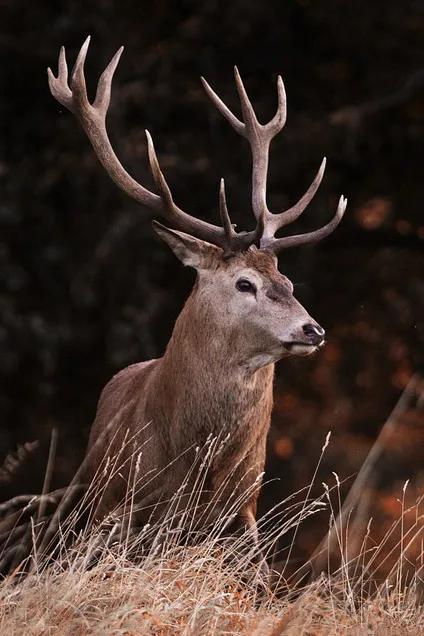 Natuurgebied waar wilde dieren bescherming nodig kunnen hebben